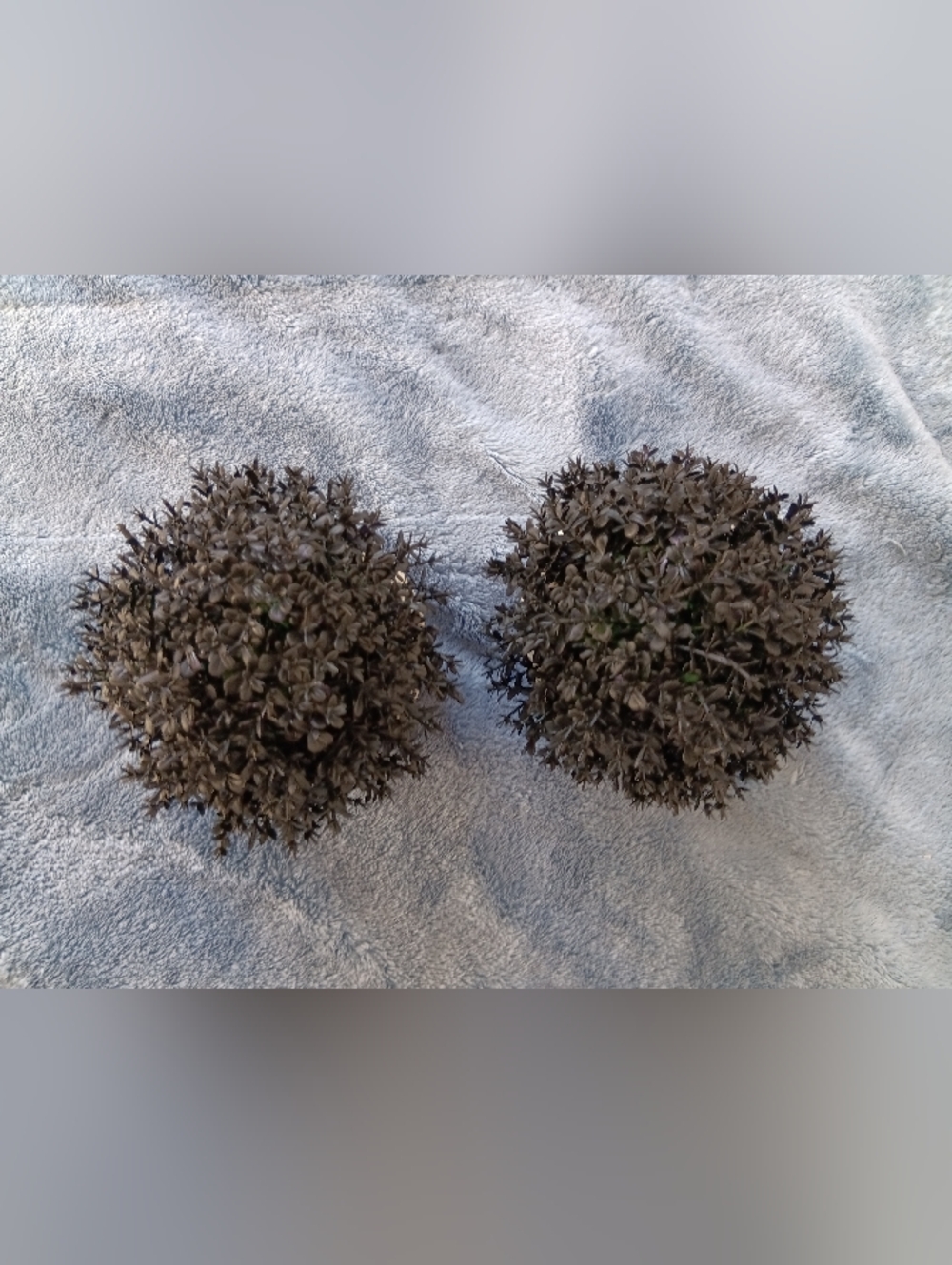 Set of Two Black Faux Topiary Plants in Cream Ceramic Pots - Picture 3 of 5